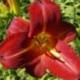 Hemerocallis 'Baja'