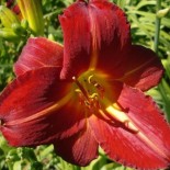 Hemerocallis 'Baja'