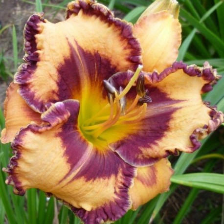 Hemerocallis 'Bama Girl Tee'