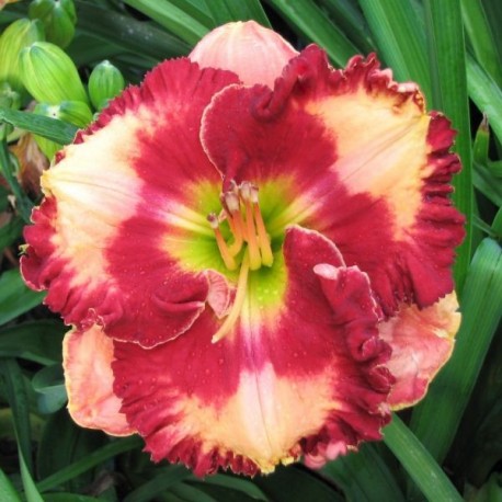 Hemerocallis 'Barbara Burkhart'