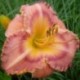 Hemerocallis 'Barbara Dittmer'