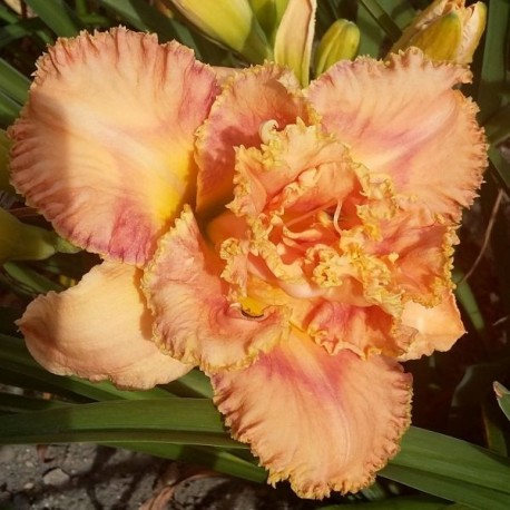 Hemerocallis 'Barbara Watts'