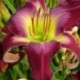 Hemerocallis 'Barristers Choices'