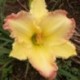 Hemerocallis 'Beautiful Edgings'