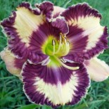 Hemerocallis 'Beauty Marked'