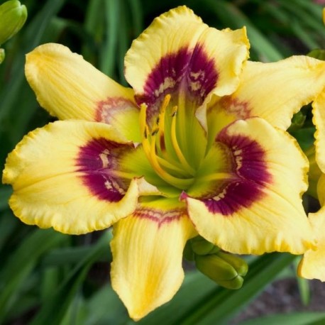 Hemerocallis 'Bee Buzzes'