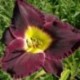 Hemerocallis 'Bela Lugosi'