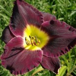 Hemerocallis 'Bela Lugosi'