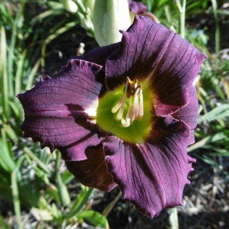 Hemerocallis 'Belamie'