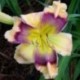 Hemerocallis 'Believing in Design'