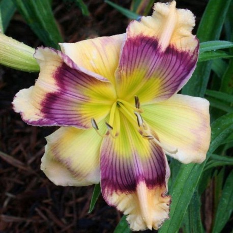 Hemerocallis 'Believing in Design'