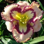 Hemerocallis 'Bella Isabella'