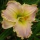 Hemerocallis 'Belle Cook'