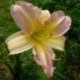 Hemerocallis 'Ben Arthur Davis'