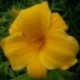 Hemerocallis 'Bengaleer'