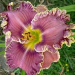 Hemerocallis 'Berry Delicious'