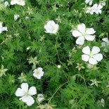 Geranium sanguineum 'Album'