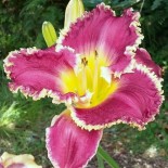 Hemerocallis 'Bettylen'