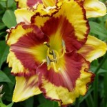 Hemerocallis 'Beyond the Moon'