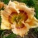 Hemerocallis 'Bi-Eyed Baby'