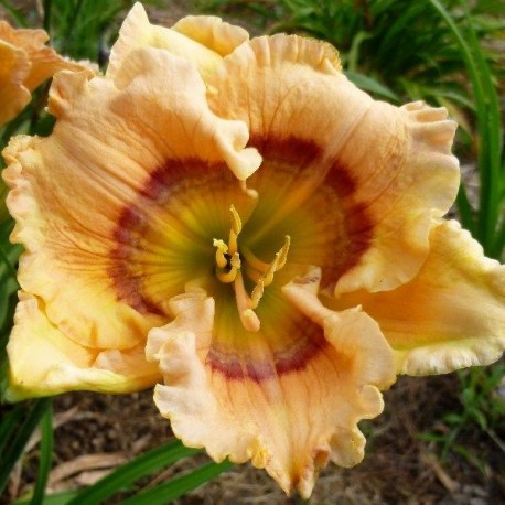 Hemerocallis 'Bi-Eyed Baby'