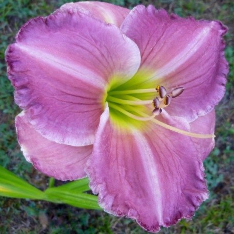 Hemerocallis 'Big Blue'