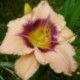 Hemerocallis 'Big Foot'