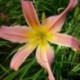 Hemerocallis 'Big Moe'