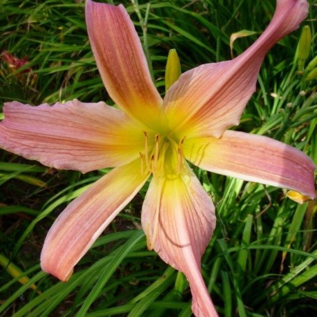 Hemerocallis 'Big Moe'