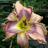 Hemerocallis 'Bird Talk'