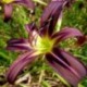 Hemerocallis 'Black Arrowhead'