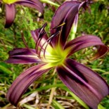 Hemerocallis 'Black Arrowhead'