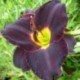 Hemerocallis 'Black Briar Bay'