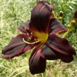 Hemerocallis 'Black Emmanuelle'