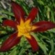 Hemerocallis 'Black Plush'