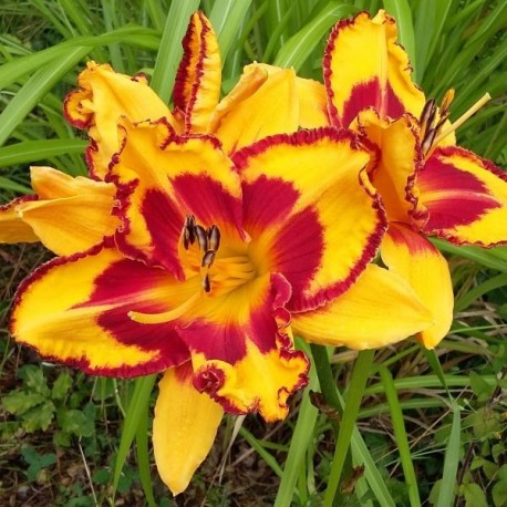 Hemerocallis 'Blissful Sojourn'