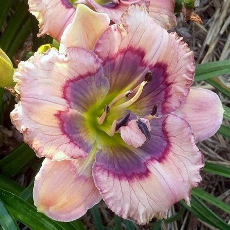 Hemerocallis 'Blue Beat'