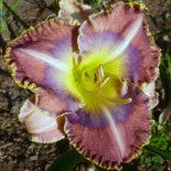 Hemerocallis 'Blue Bird of Paradise'