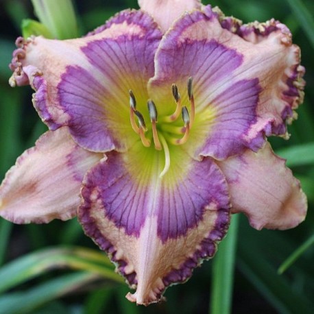 Hemerocallis 'Blue Coral'