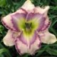 Hemerocallis 'Blue Diamond Mine'