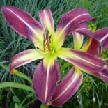 Hemerocallis 'Blue Eyed Curls'