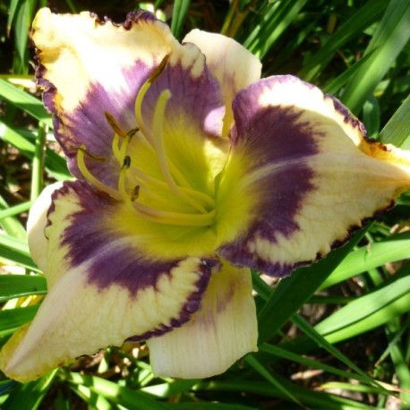 Hemerocallis 'Blue Hippo'