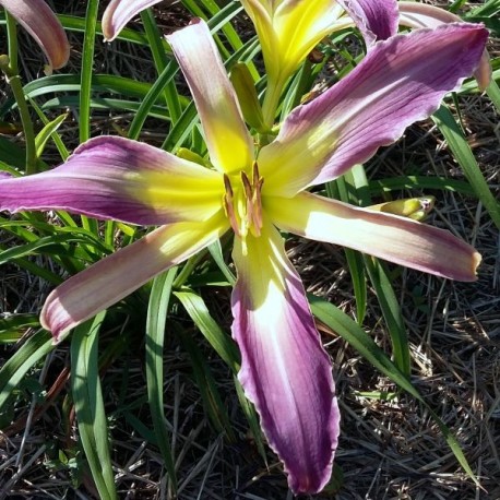 Hemerocallis 'Blue Illusions'