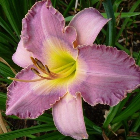 Hemerocallis 'Blue Magician'