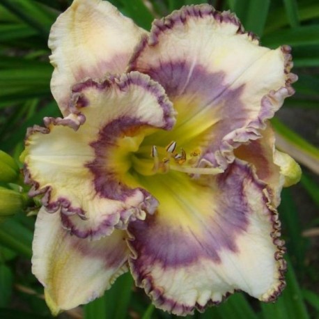 Hemerocallis 'Blue me Away'