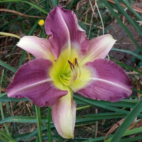 Hemerocallis 'Blue Sheen'