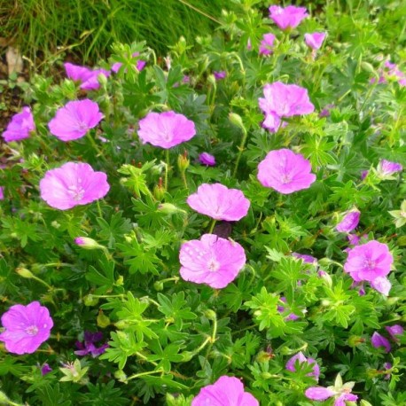 Geranium sanguineum 'Max Frei'