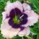 Hemerocallis 'Blueberry Sundae'