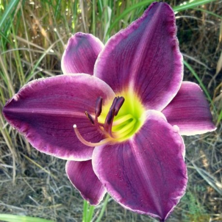 Hemerocallis 'Blueberry Wine'