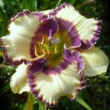 Hemerocallis 'Bluegrass Music'